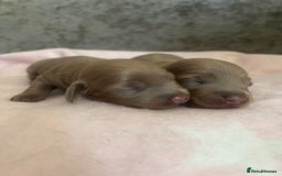 Miniature Dachshund dogs for sale: Mini longhaired Isabella/tan Dachshunds VACCINATED - Image 22
