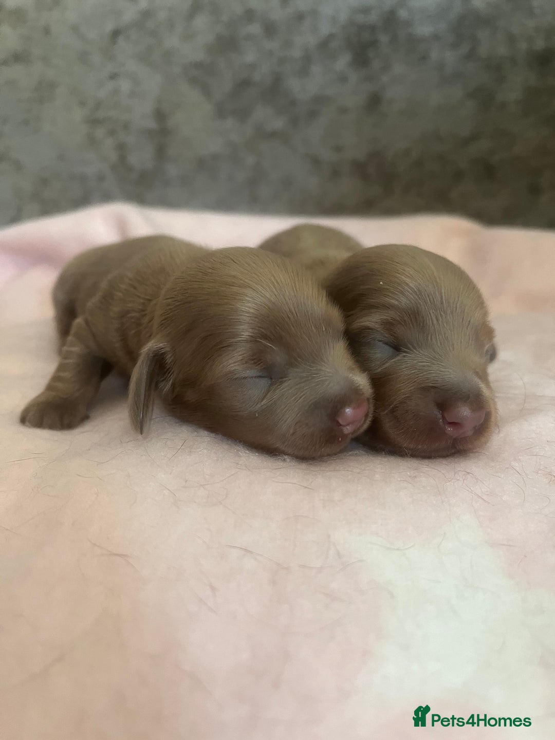 Miniature Dachshund dogs for sale: Mini longhaired Isabella/tan Dachshunds VACCINATED - Image 22