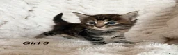 Maine Coon cats for sale: Maine coon kittens ready to reserve  - Advert 7