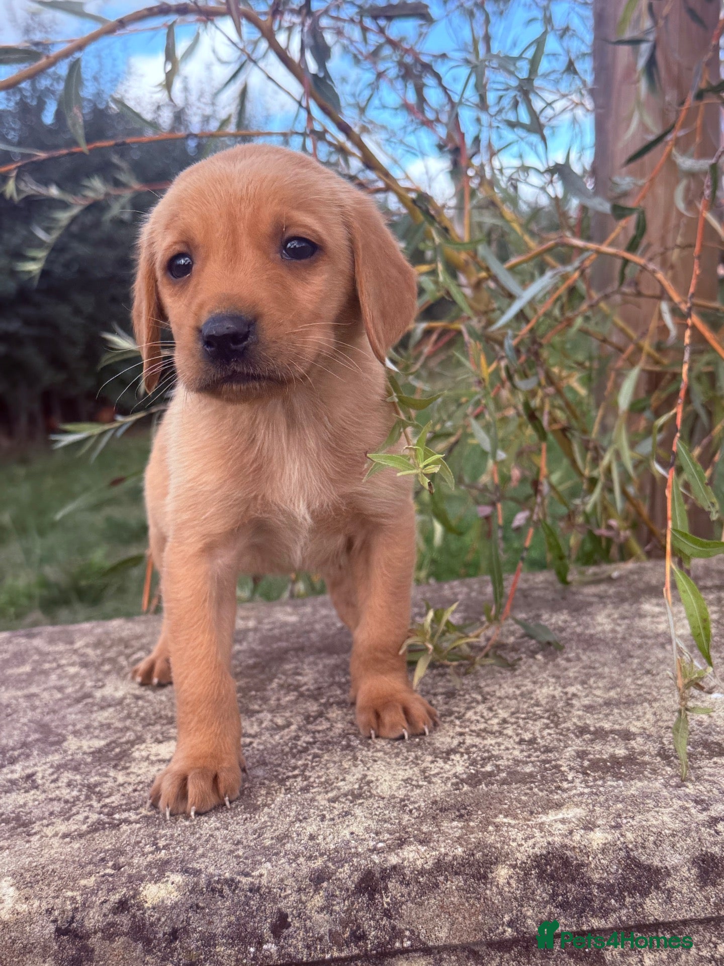 Cockerdor dogs Beautiful Deep Red Cockerdors DNA Clear - Advert 2