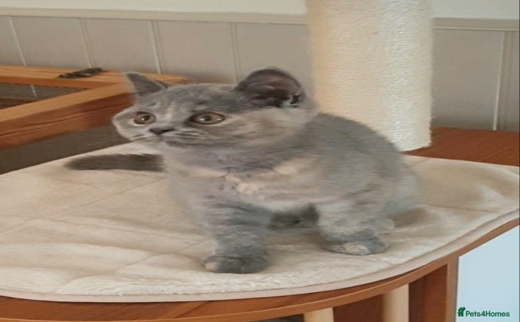 British Shorthair cats - Advert 8