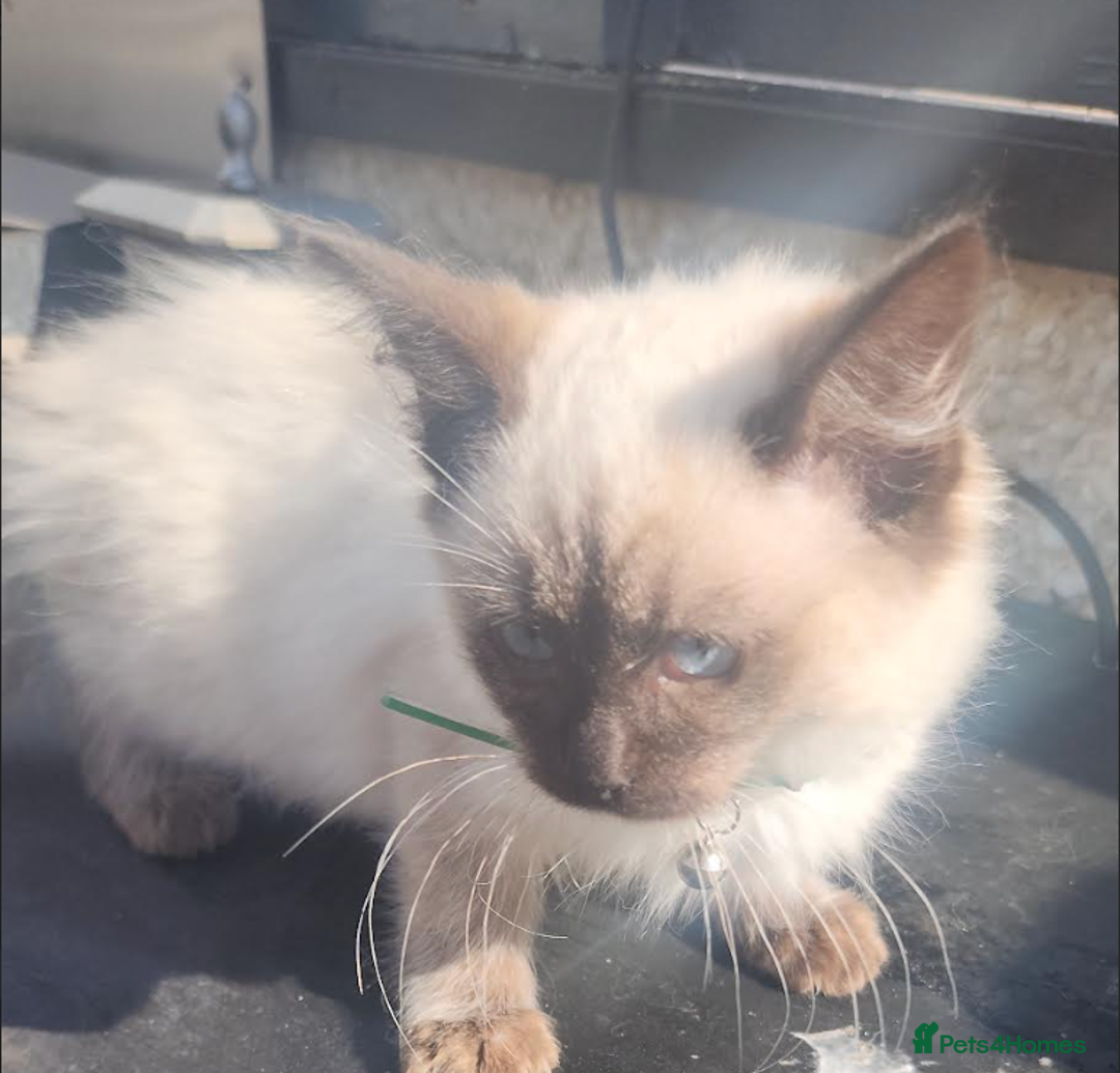 Ragdoll cats for sale: PURE BREED RAGDOLL KITTERNS - Image 9