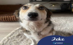 Mixed Breed dogs for adoption: Meet Zeke, currently residing in Hertfordshire  - Image 1