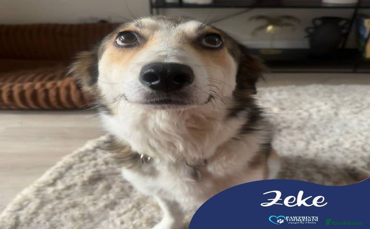 Mixed Breed dogs - Advert 1