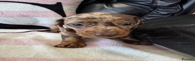 Miniature Dachshund Puppy 1