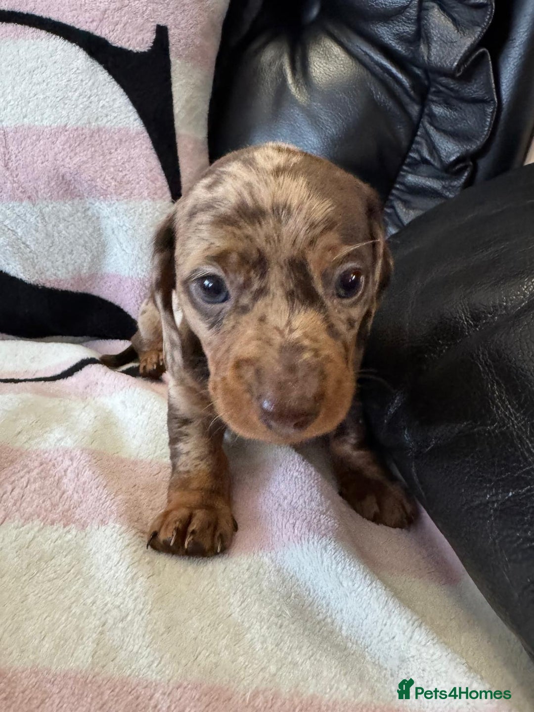 Miniature Dachshund dogs for sale: Miniature dachshund puppies - Advert 11