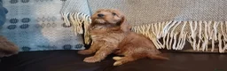 Cockapoo dogs for sale: Cockapoo puppies for sale - Advert 31