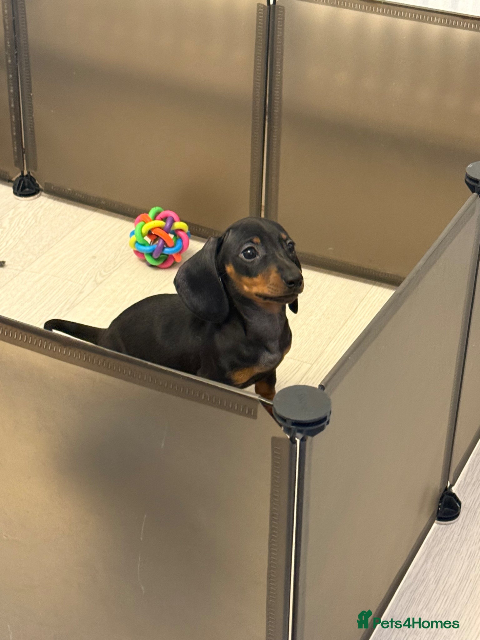 Miniature Dachshund dogs Ministure dachshund (Last female) - Advert 18