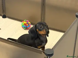 Miniature Dachshund dogs Ministure dachshund (Last female) - Advert 18