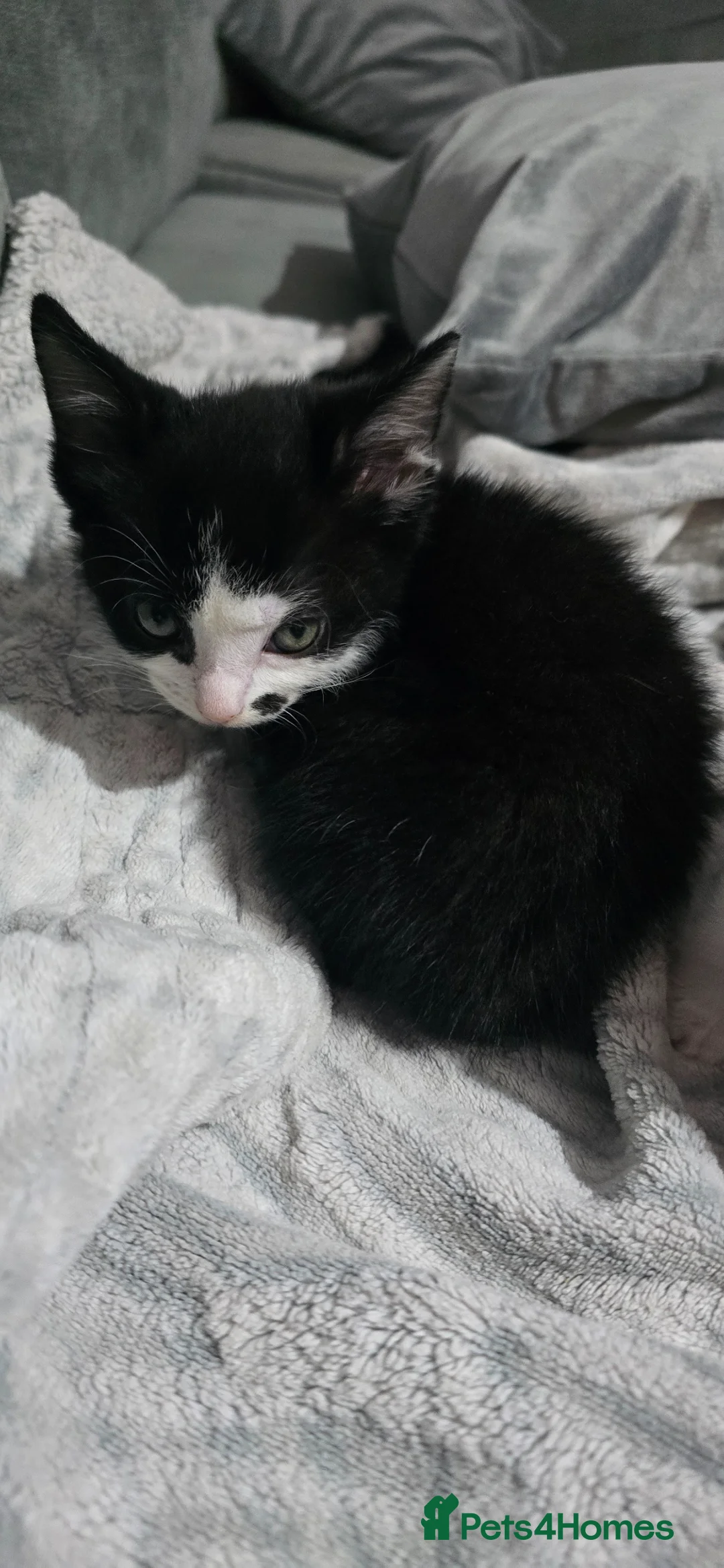 British Shorthair cats for sale: 8 week old kittens in Houghton le Spring - Advert 4