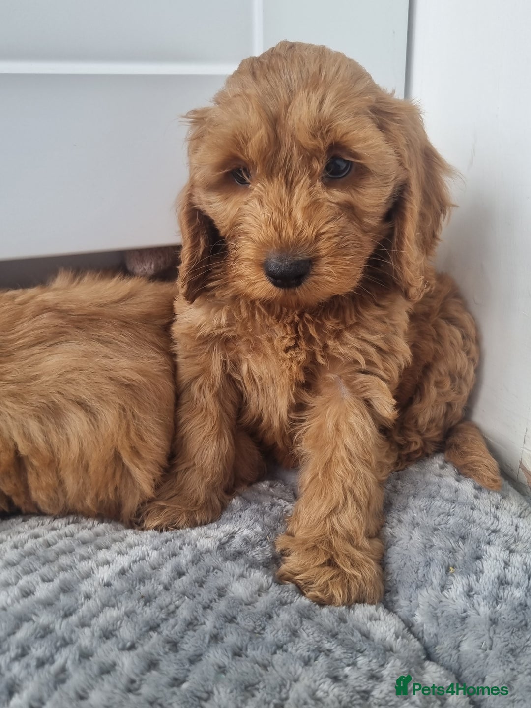 Cockapoo dogs for sale: Red and apricot F1 Cockapoo puppies  - Image 19