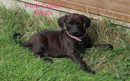 Mixed Breed dogs for sale: VISZLAMANS (viszla x Doberman) - Image 11