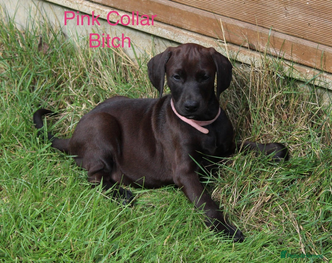 Mixed Breed dogs for sale: VISZLAMANS (viszla x Doberman) - Image 11