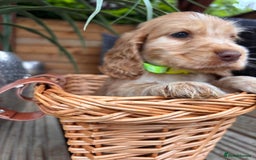 Cocker Spaniel dogs for sale: Beautiful Show Type KC registered Cocker Spaniels  - Image 10