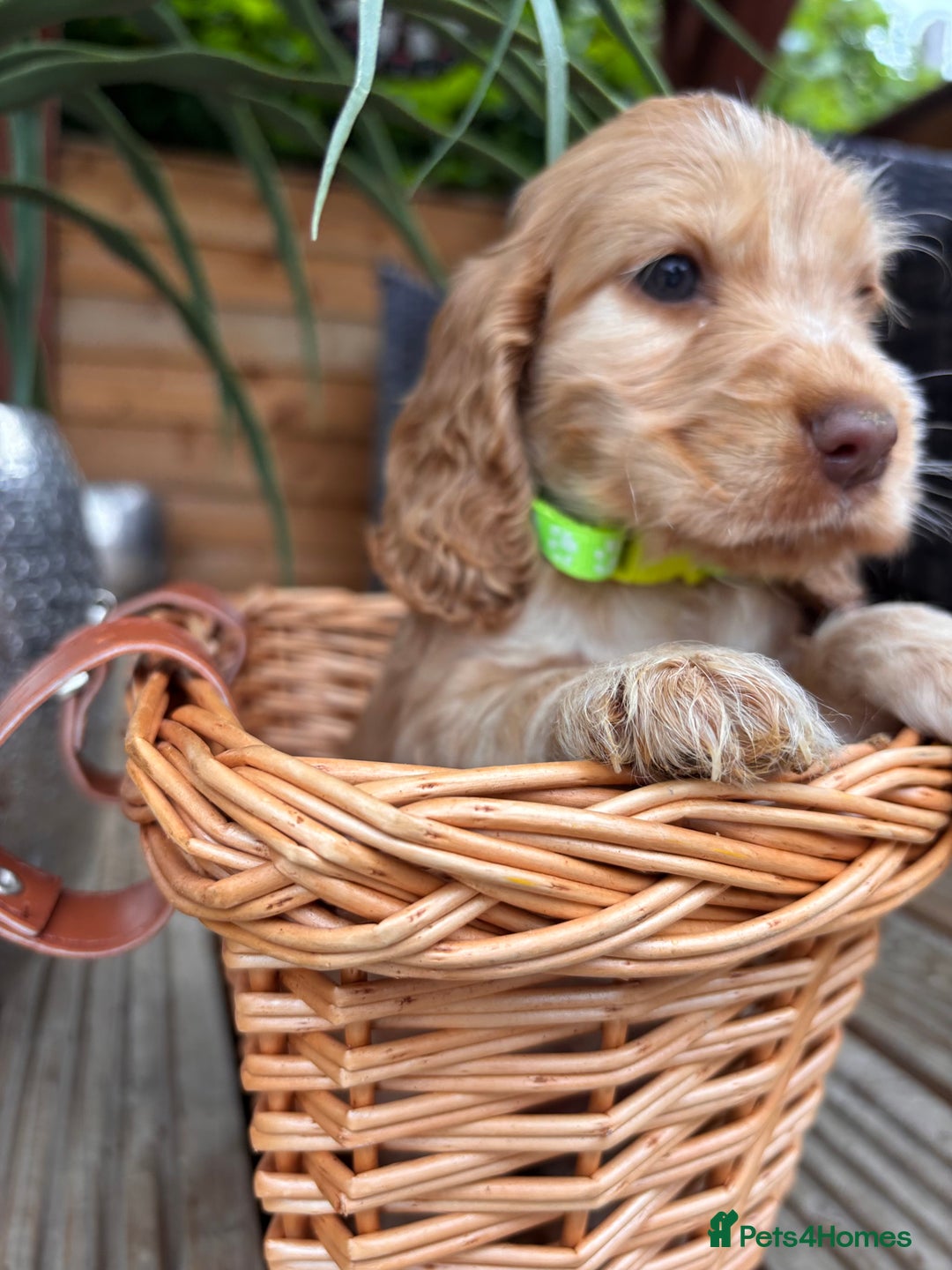 Cocker Spaniel dogs for sale: Beautiful Show Type KC registered Cocker Spaniels  - Image 10