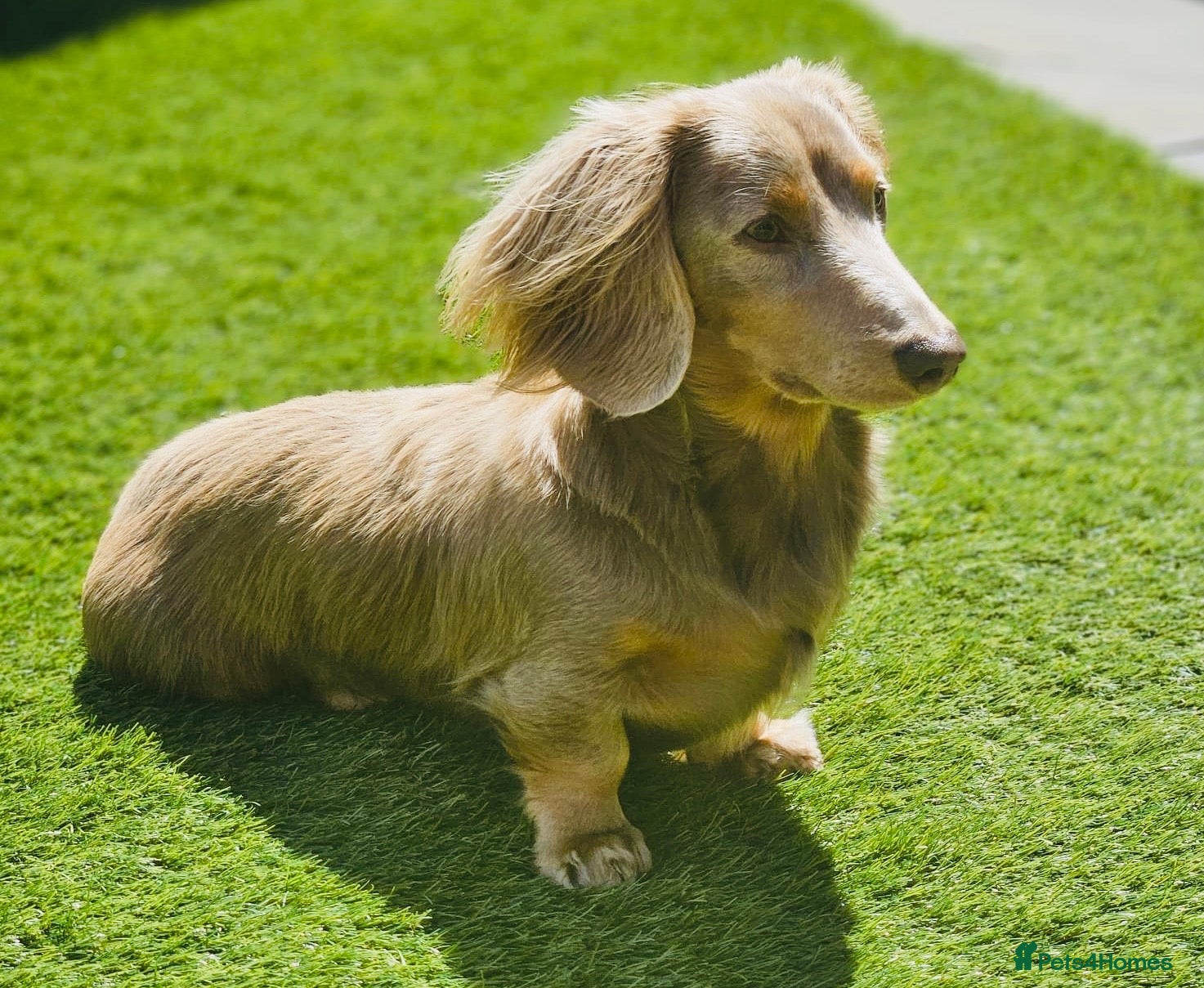 Miniature Dachshund dogs Long Hair miniature dacshund in Telford - Advert 8