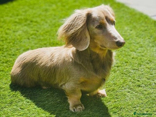 Miniature Dachshund dogs Long Hair miniature dacshund in Telford - Advert 14