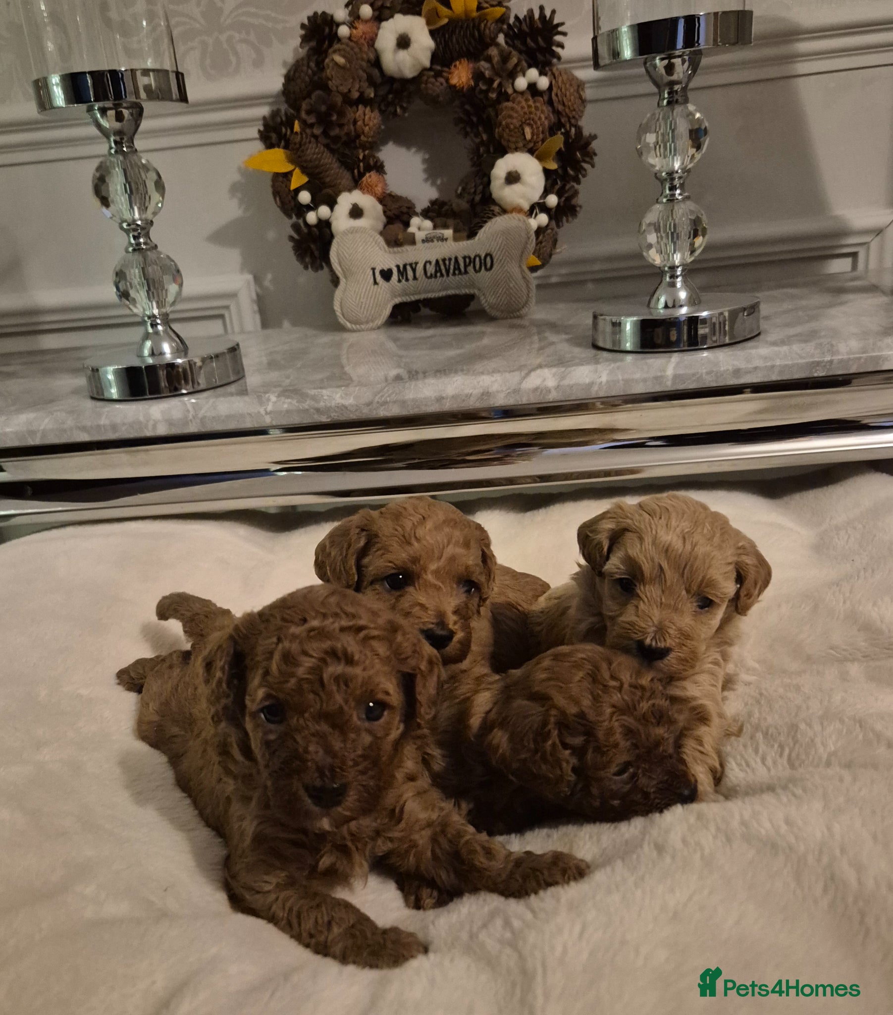 Cavapoo dogs F1B HEALTH TESTED CAVAPOO PUPPIES  - Advert 11