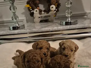 Cavapoo dogs F1B HEALTH TESTED CAVAPOO PUPPIES - Advert 11