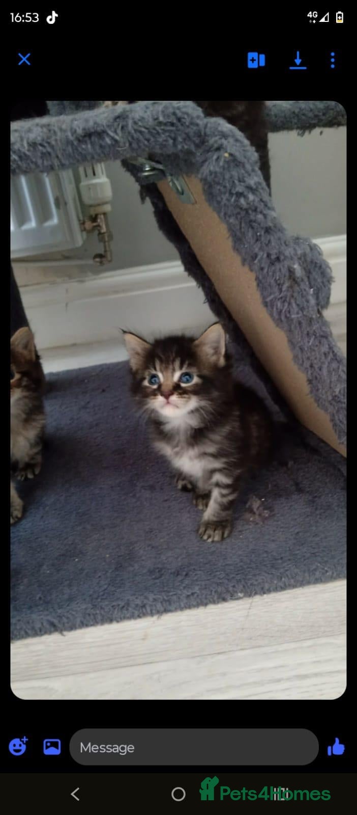 Mixed Breed cats Ginger, black and white half british shorthair - Advert 1