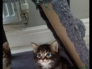 Mixed Breed cats Ginger, black and white half british shorthair - Advert 1