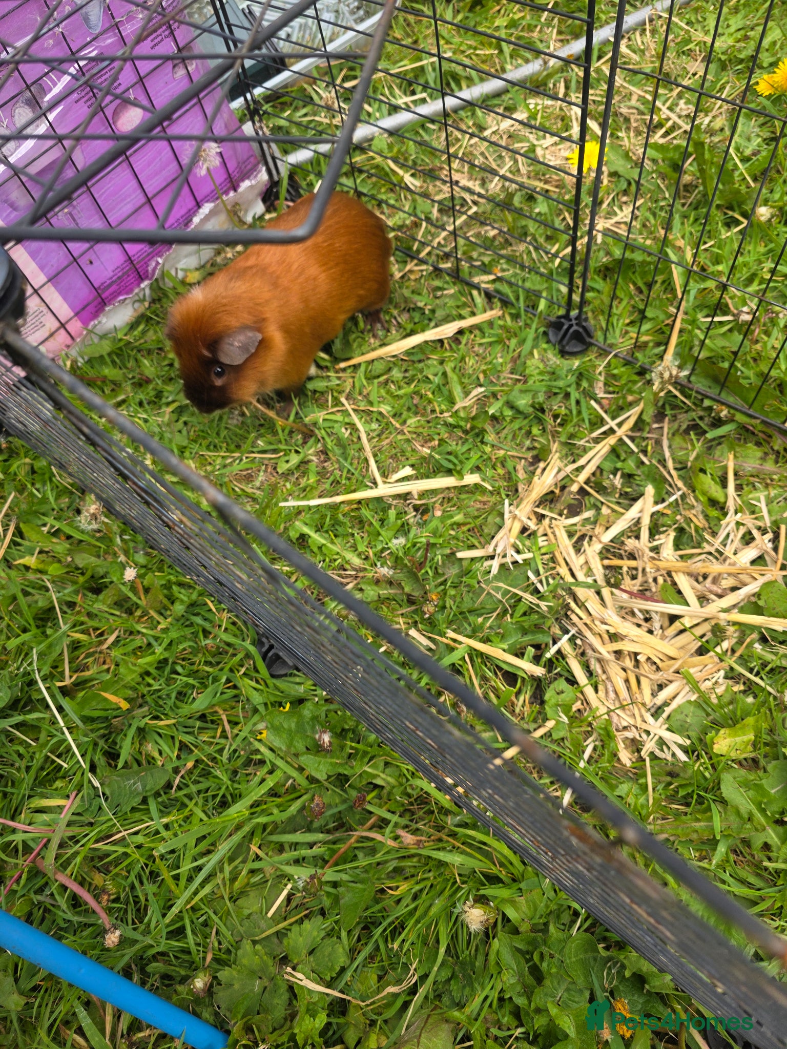 Guinea Pig rodents for sale: Pair of bonded boar guinea pigs - Advert 4