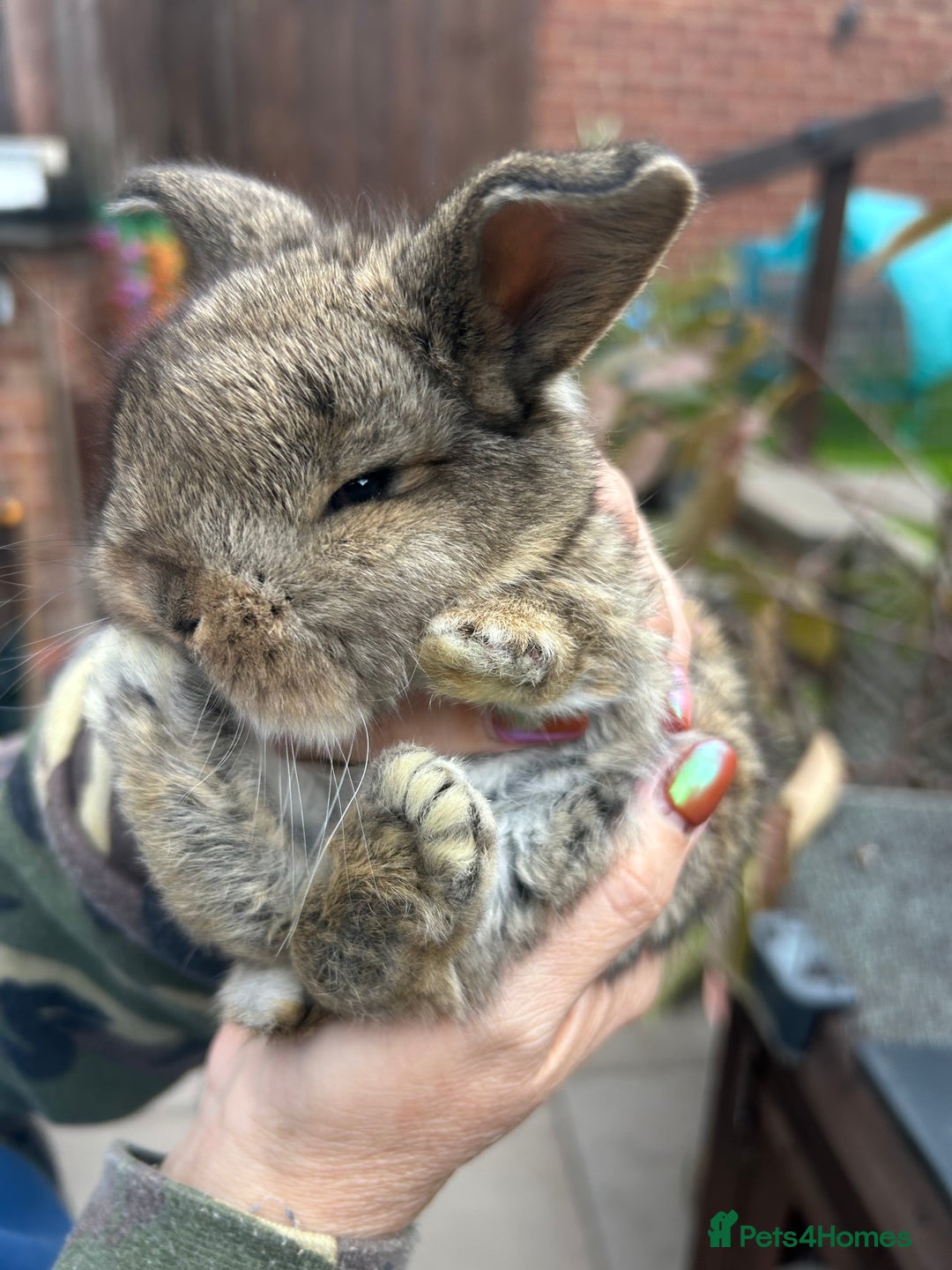 French Lop rabbits for sale: Pure French lop baby bunnies for sale  - Image 2