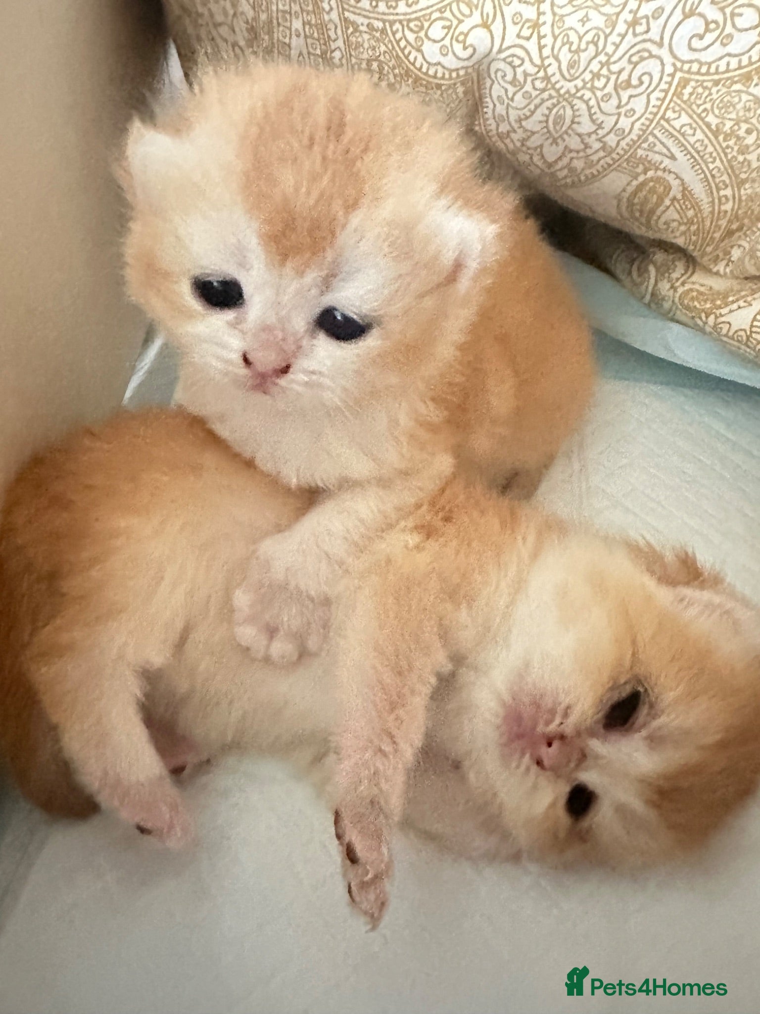 British Shorthair cats Gorgeous GCCF registered British shorthair Gold. - Advert 1