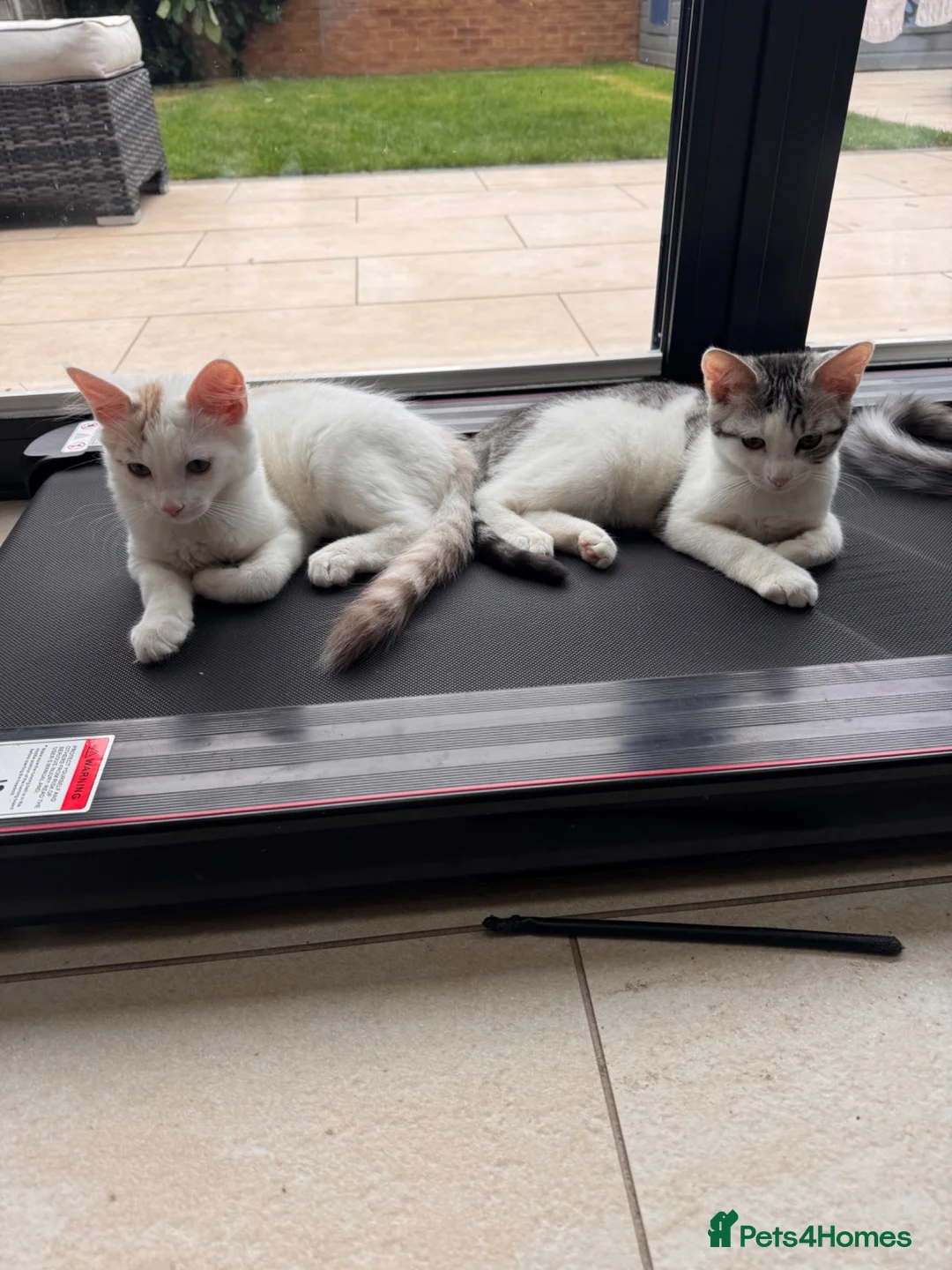 Bengal cats for sale: Bengal cross kittens  - Advert 2