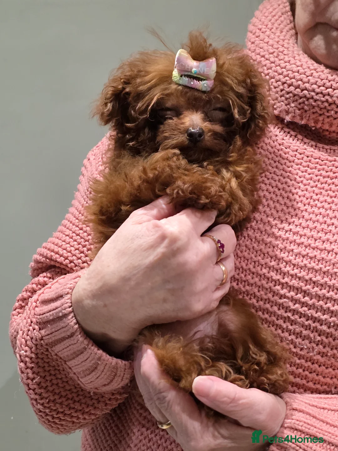 Toy Poodle dogs for sale: Full Asian girl - Advert 8