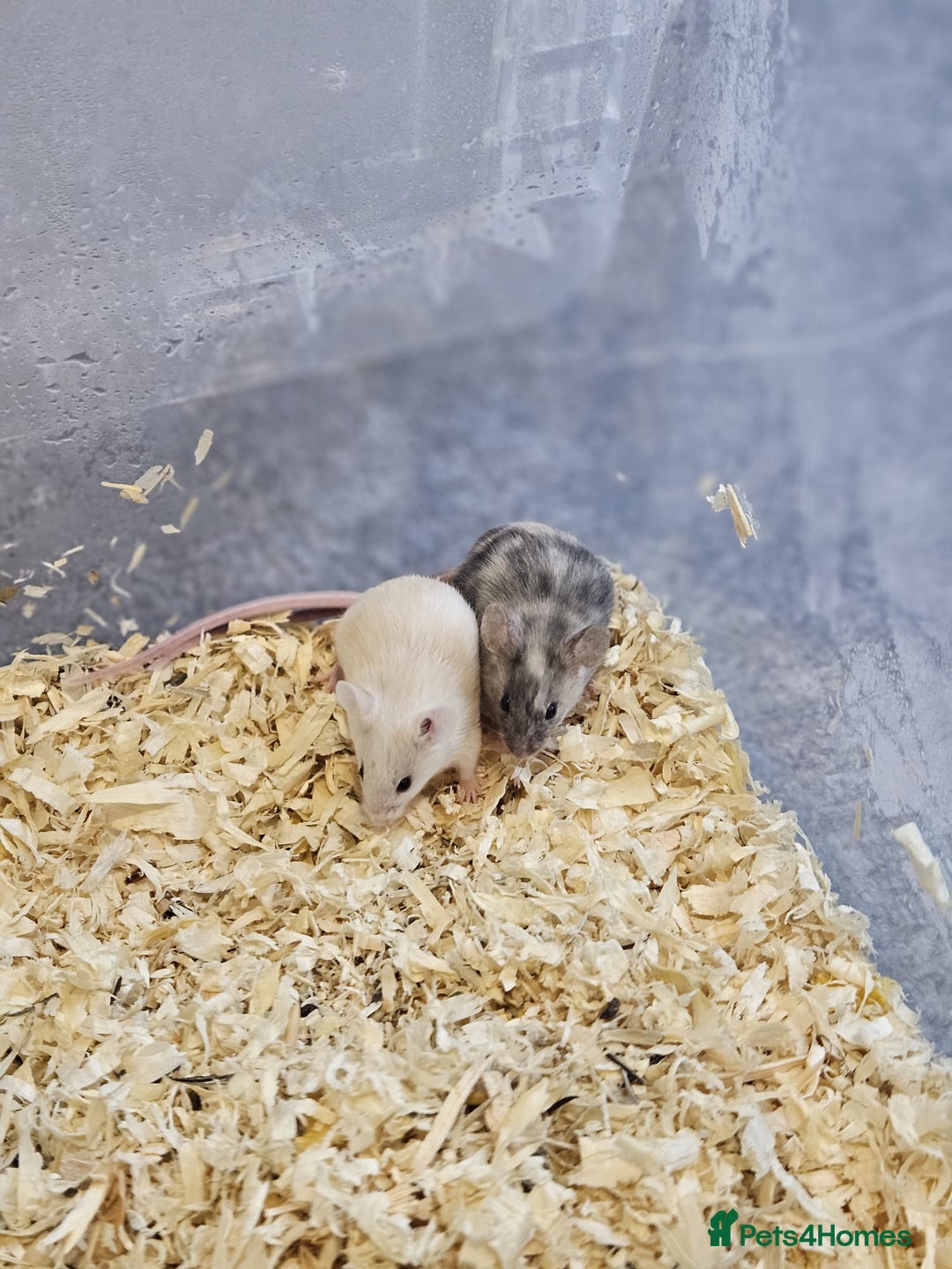 Mouse rodents for sale: Fancy mice  - Advert 17