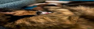 Mixed Breed 2