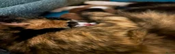 Mixed Breed cats for sale: 5 beautiful mixed kittens - Advert 5