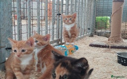Domestic Shorthair cats for sale: Gorgeous kittens available now - Image 2