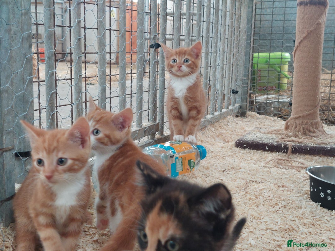 Domestic Shorthair cats for sale: Gorgeous kittens available now - Image 2