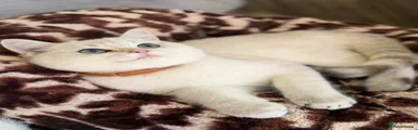 British Shorthair 2