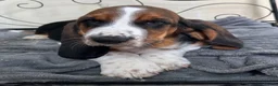 Basset Hound dogs for sale: KC Registered Basset Hound puppy for sale - Advert 8