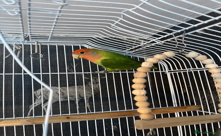 Lovebirds birds - Advert 13