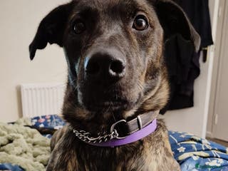 Lurcher dogs I HAVE FOUND MY NEW FOREVER HOME!!! - Advert 3