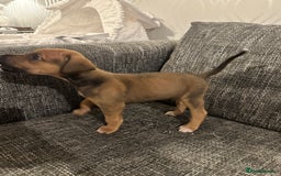 Mixed Breed dogs for sale: Bull X Lurchers - Working Lines - Image 13