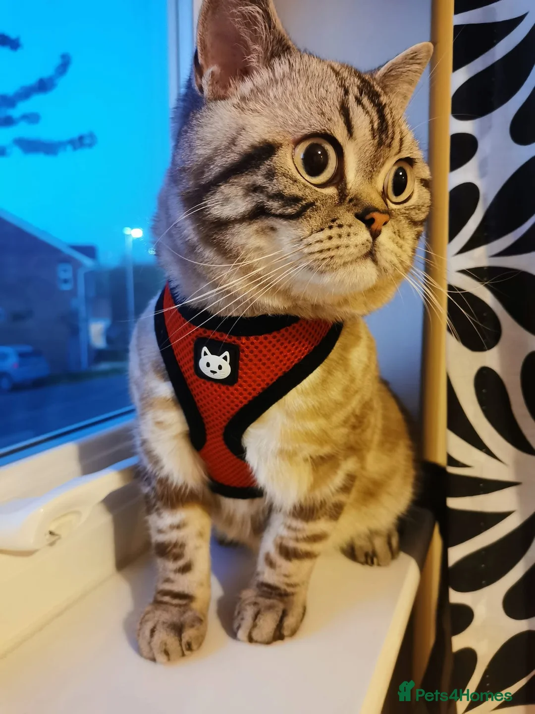 British Shorthair cats for sale:  British Shorthair Cat - Neutered ,6 years old - Advert 1