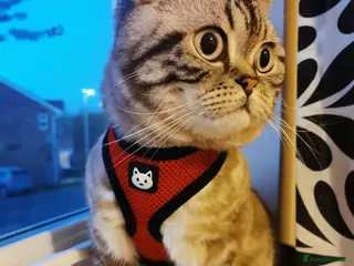 British Shorthair cats British Shorthair Cat - Neutered ,6 years old - Advert 1