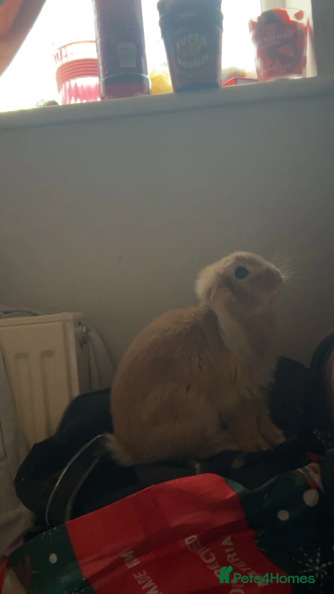 Mini Lop rabbits for sale: These 6 mini lops are in need of a new home - Advert 2