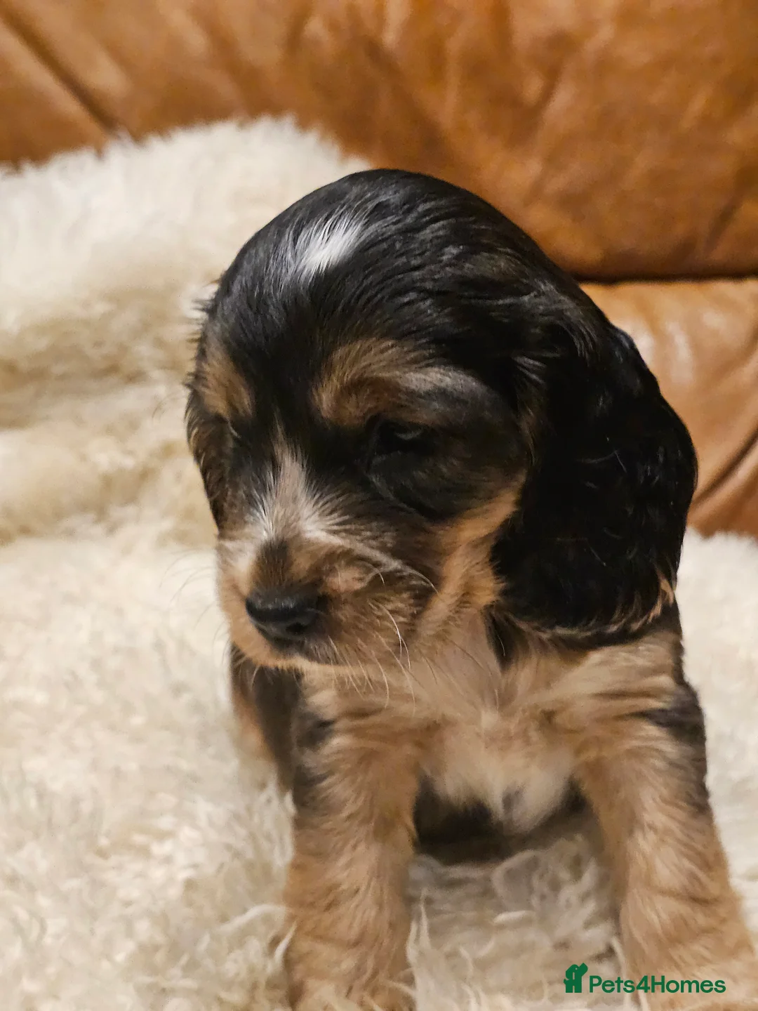 Cocker Spaniel dogs for sale: 5* Show Type Cocker Spaniels Villaspaniol Lines - Advert 7