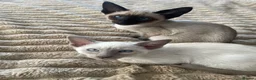 Siamese cats for sale: Last girl lilac point left  - Advert 8