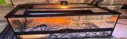 Leopard Gecko reptiles for sale: 2 mature tangerine leopard geckos  in Hornchurch - Advert 4