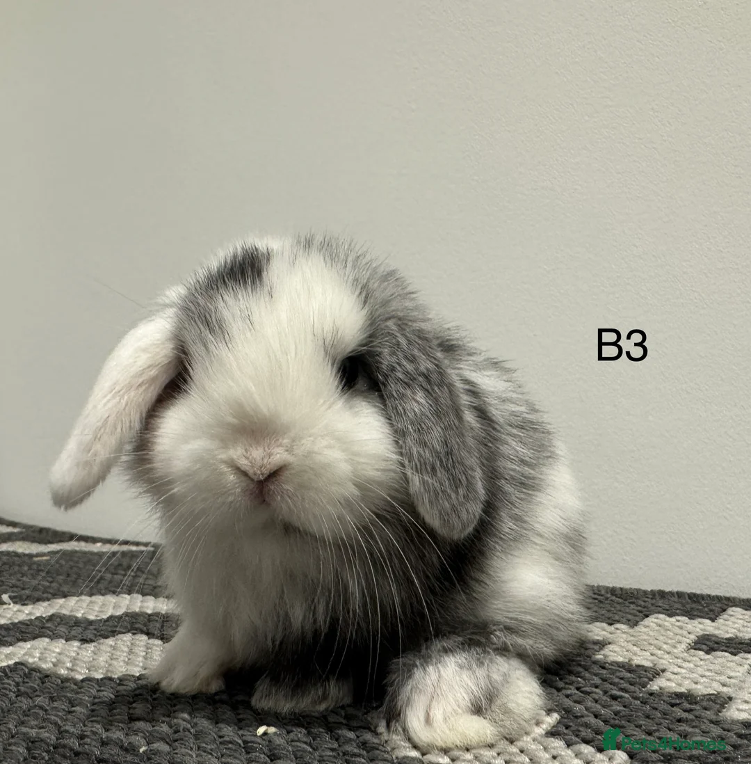 Mini Lop rabbits for sale: ⭐️mini lops nearly ready to go ⭐️ - Advert 2