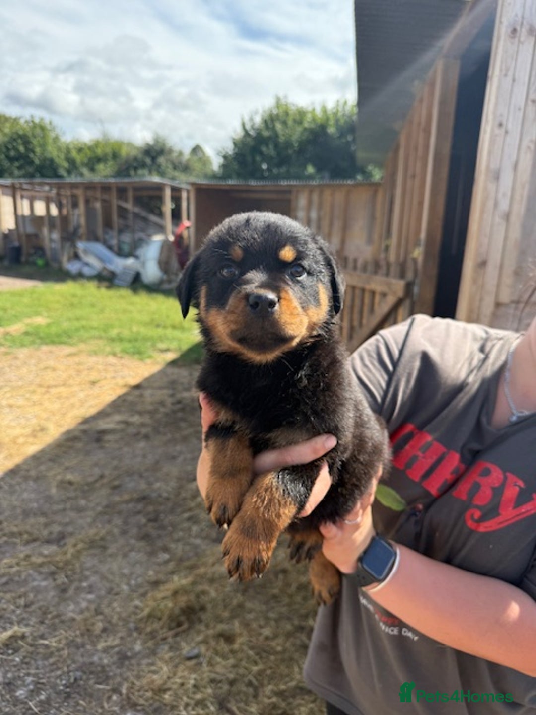 Rottweiler dogs for sale: beautiful pedigree rottweilers  - Image 28
