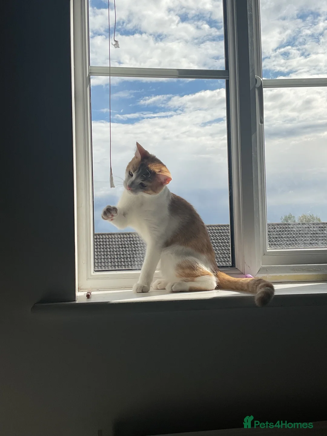 Domestic Shorthair cats for sale: Male domestic shorthair  - Advert 2