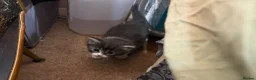Mixed Breed cats for sale: Adorable Fluffy Kittens for Sale 6-8 in Nottingham - Advert 11